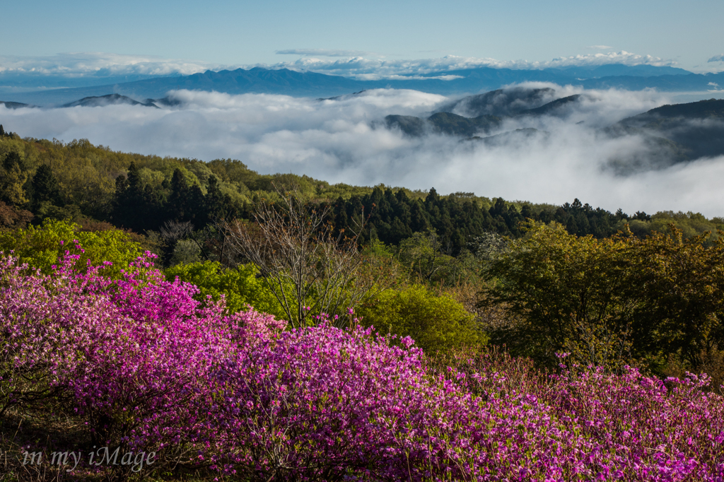 山上のミツバツツジ