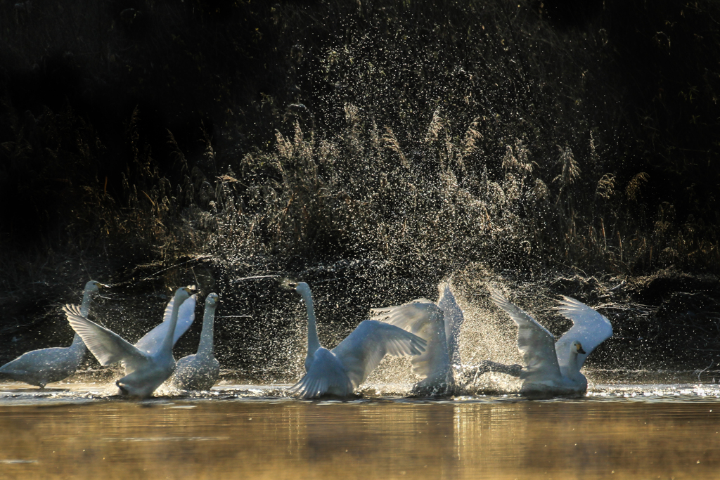 感謝と歓喜の舞