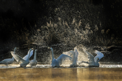 感謝と歓喜の舞