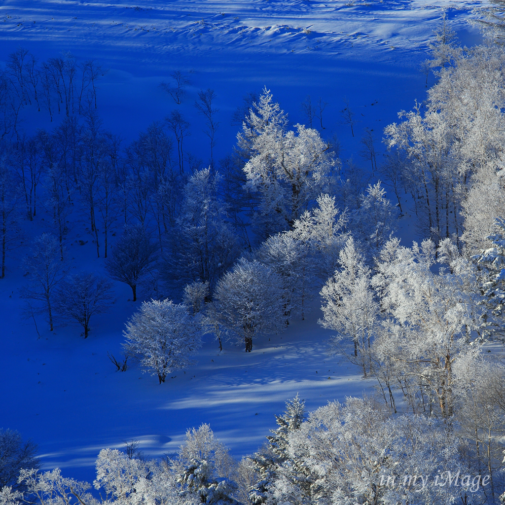 Blue Shadow