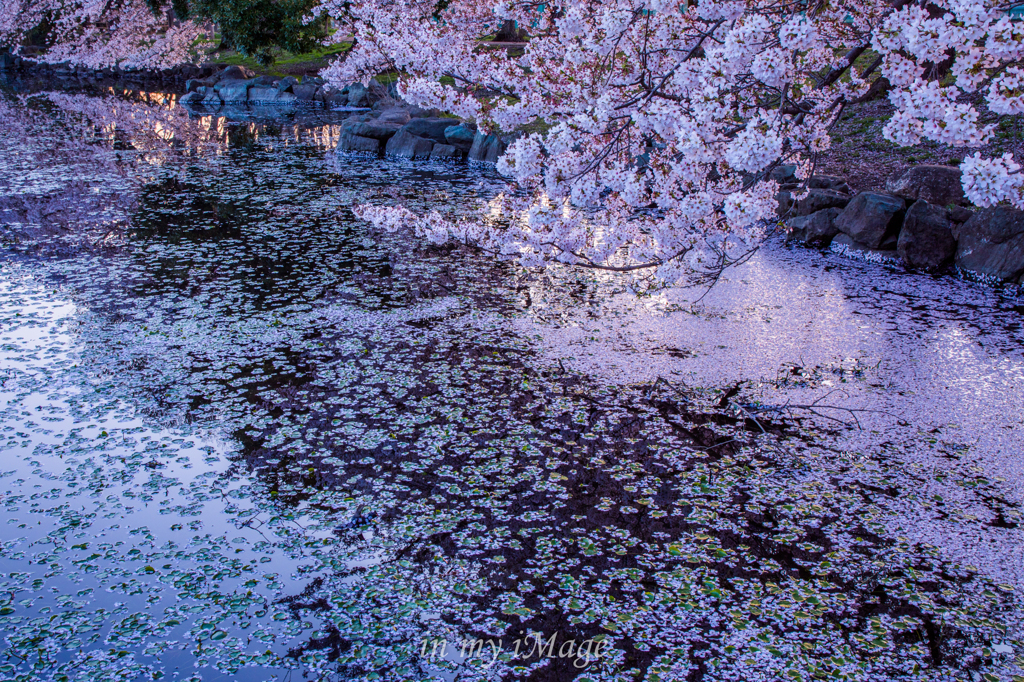 花筏の桜池