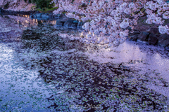 花筏の桜池