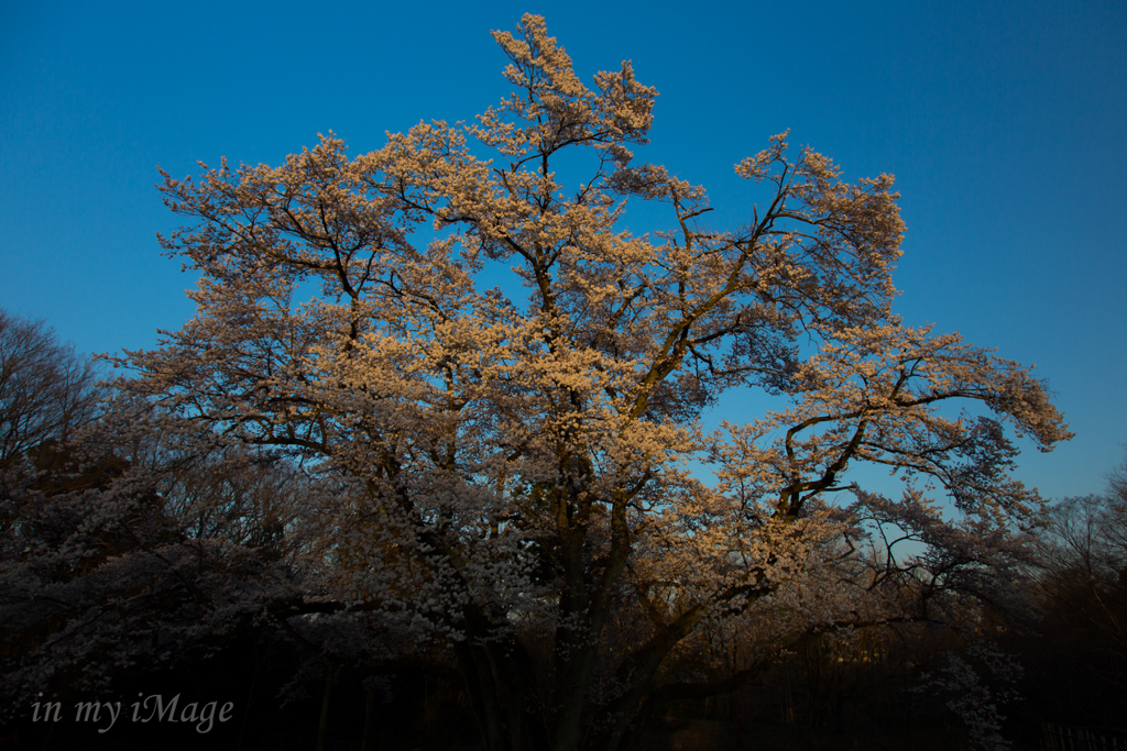 夕桜