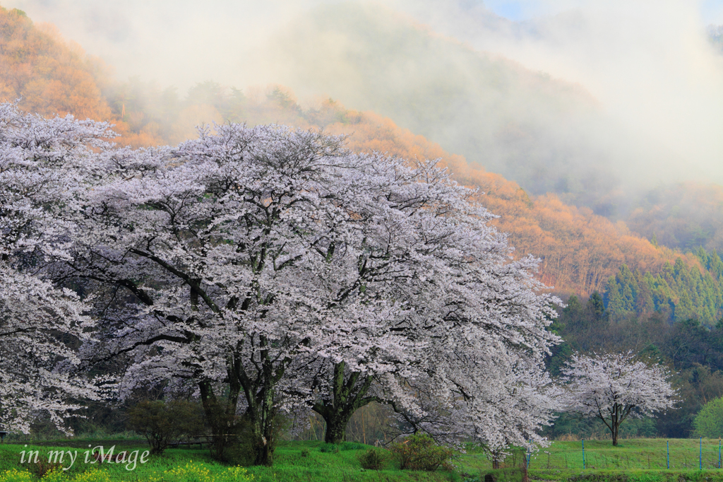 霧桜謳歌