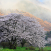 霧桜謳歌