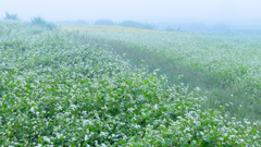 霧の蕎麦畑