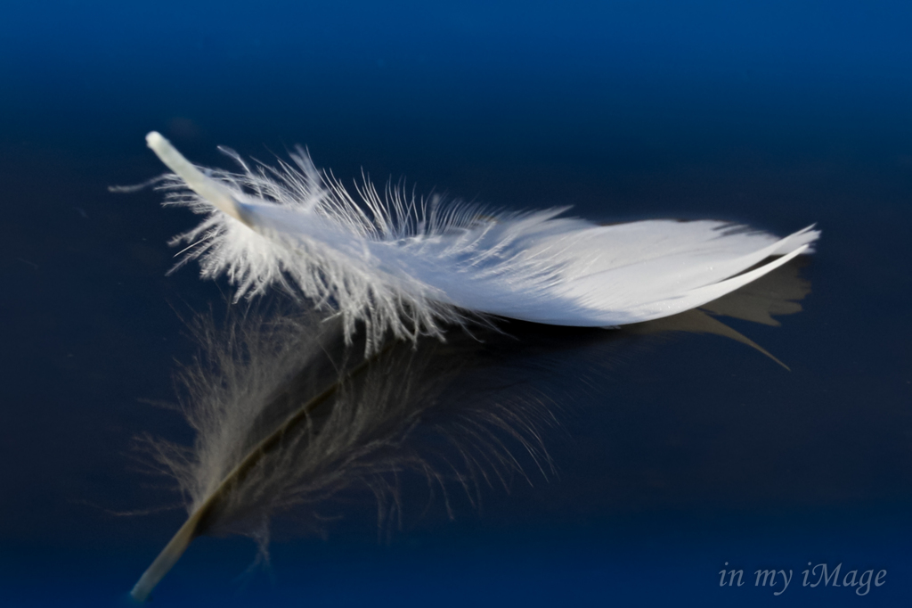 Angel Feather