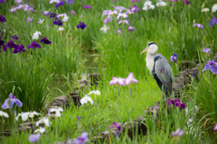 花守り（はなもり）