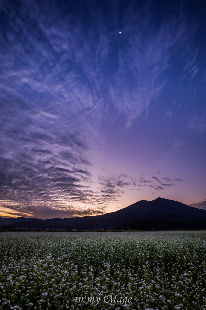 月下の蕎麦畑