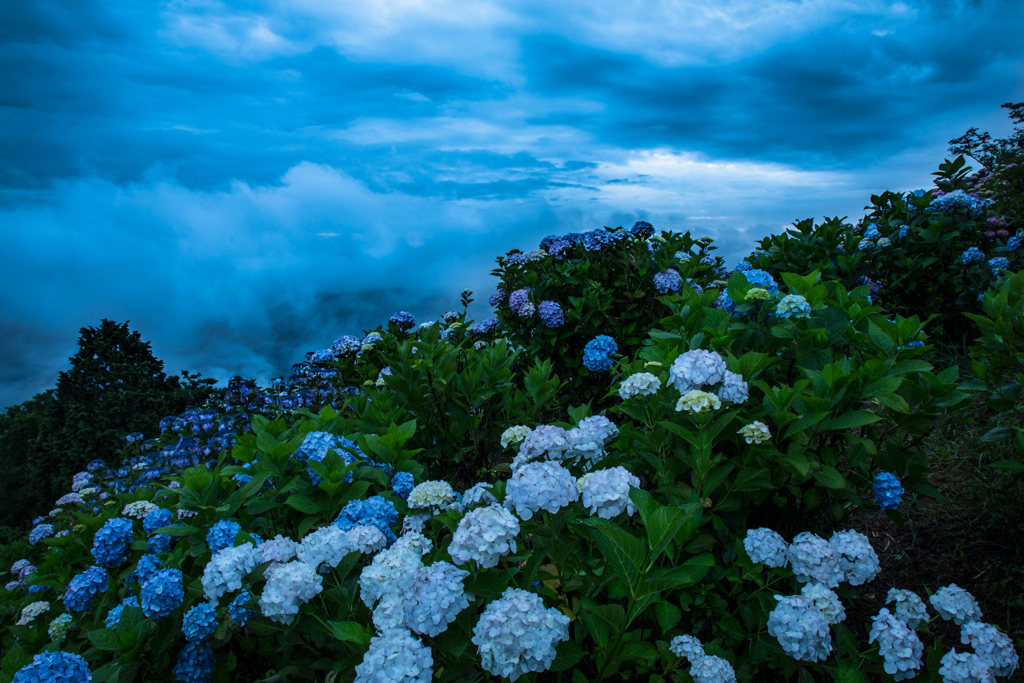 嵐の花園