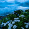 嵐の花園