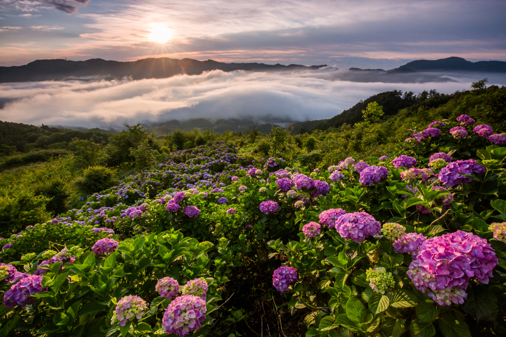 雲上花園の覚醒