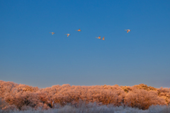 モルゲンロート？に白鳥
