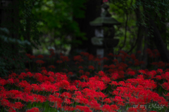 石灯籠に彼岸花