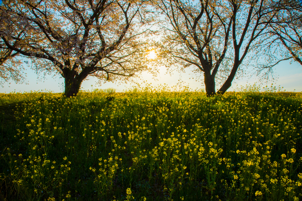 watarase 桜