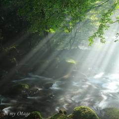 光の森林浴