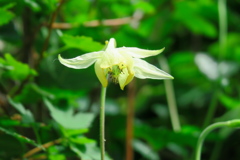 上高地の花⑧