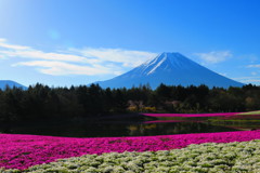 富士山と芝桜－５