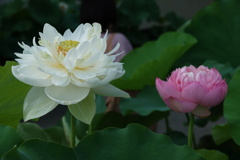 DSC00194