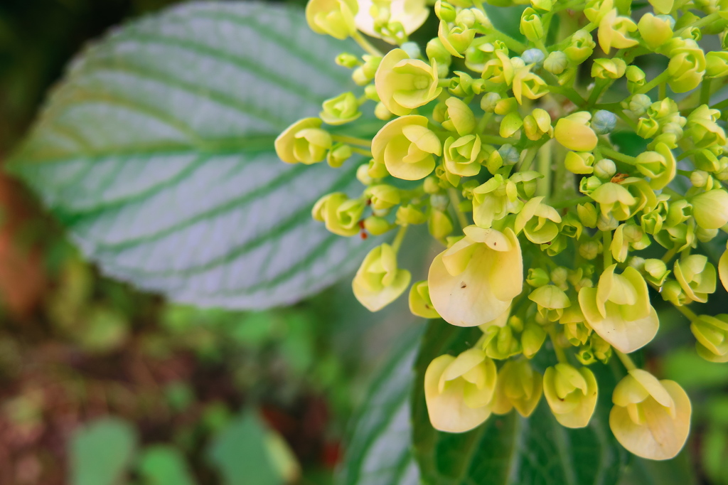 紫陽花