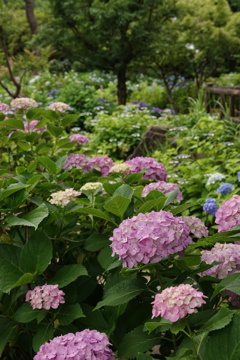 多摩川台公園