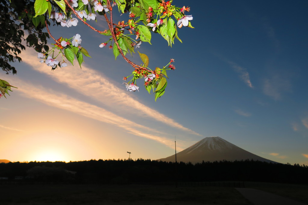 朝霧高原日の出と桜