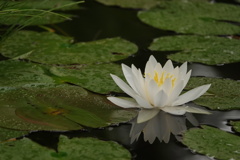 多摩川台公園