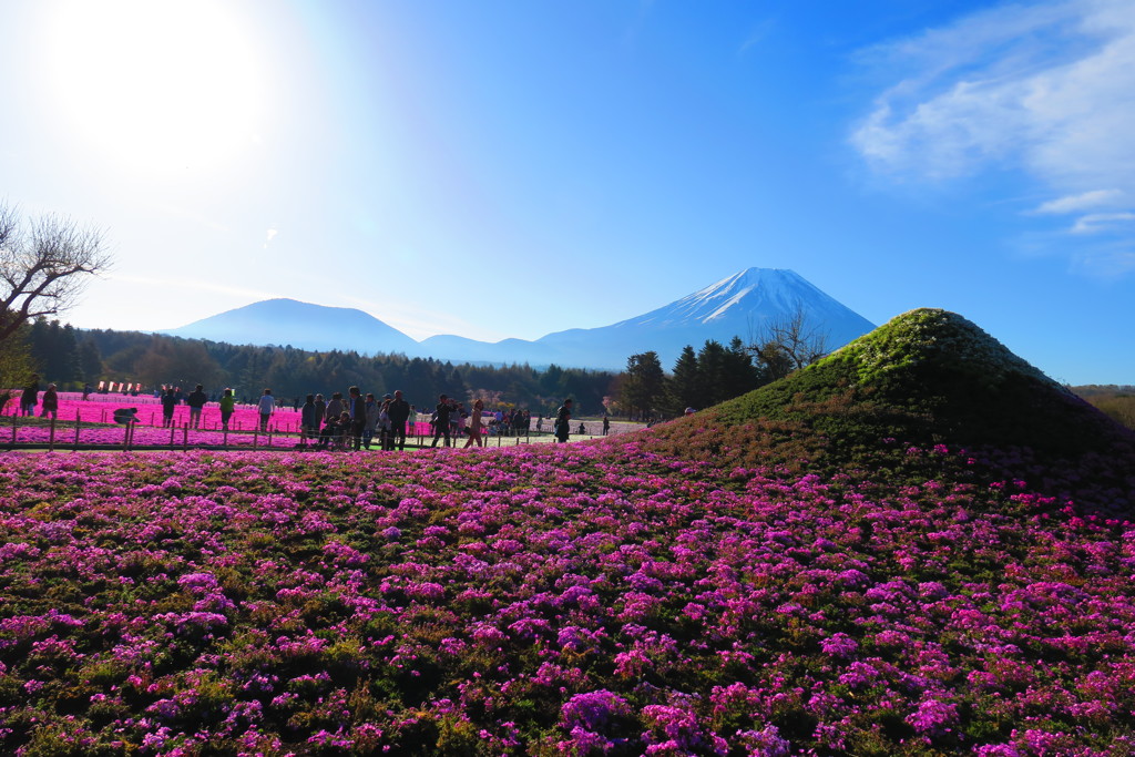 富士山と芝桜－７