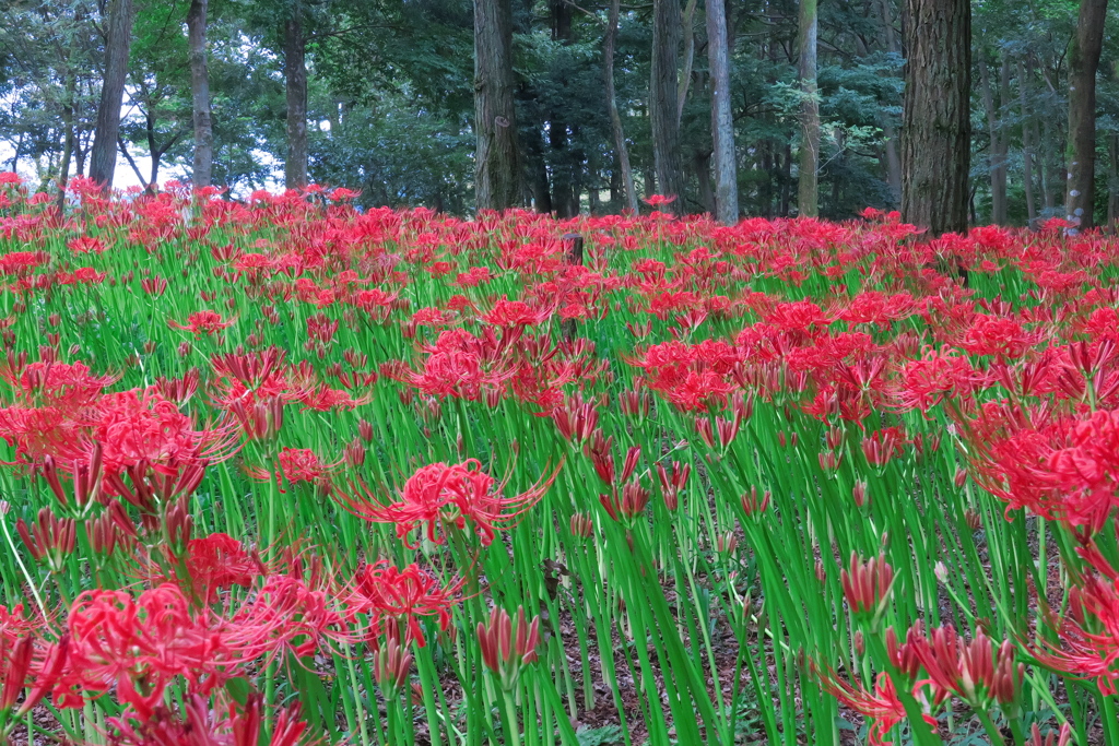 巾着田（きんちゃくだ）の曼珠沙華（まんじゅしゃげ）⑥