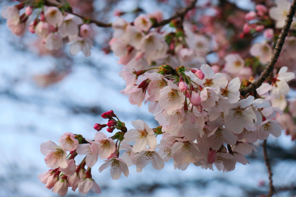 2016.03.30桜開花①