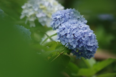 多摩川台公園
