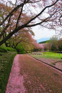 岩本山公園　桜
