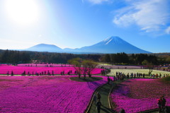 富士山と芝桜－２
