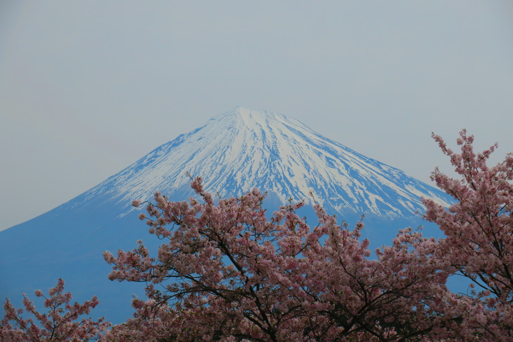 岩本山公園　桜と富士山