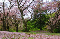 岩本山公園　桜