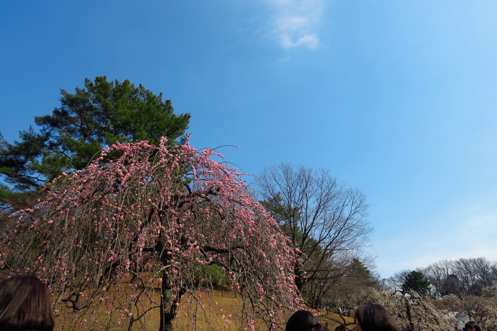 大倉山公園