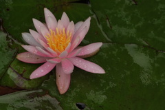 多摩川台公園