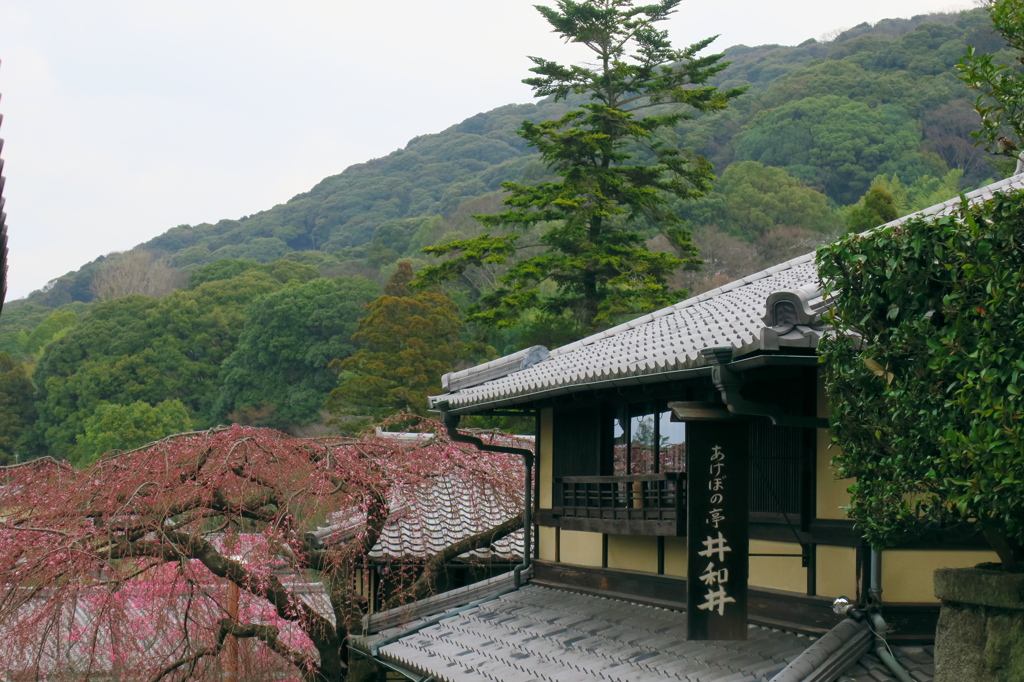 清水坂のしだれ桜