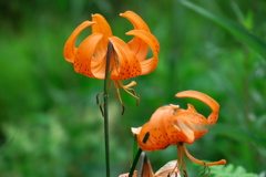 上高地の花③