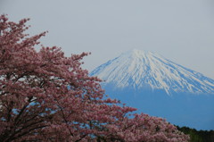 岩本山公園　桜と富士山