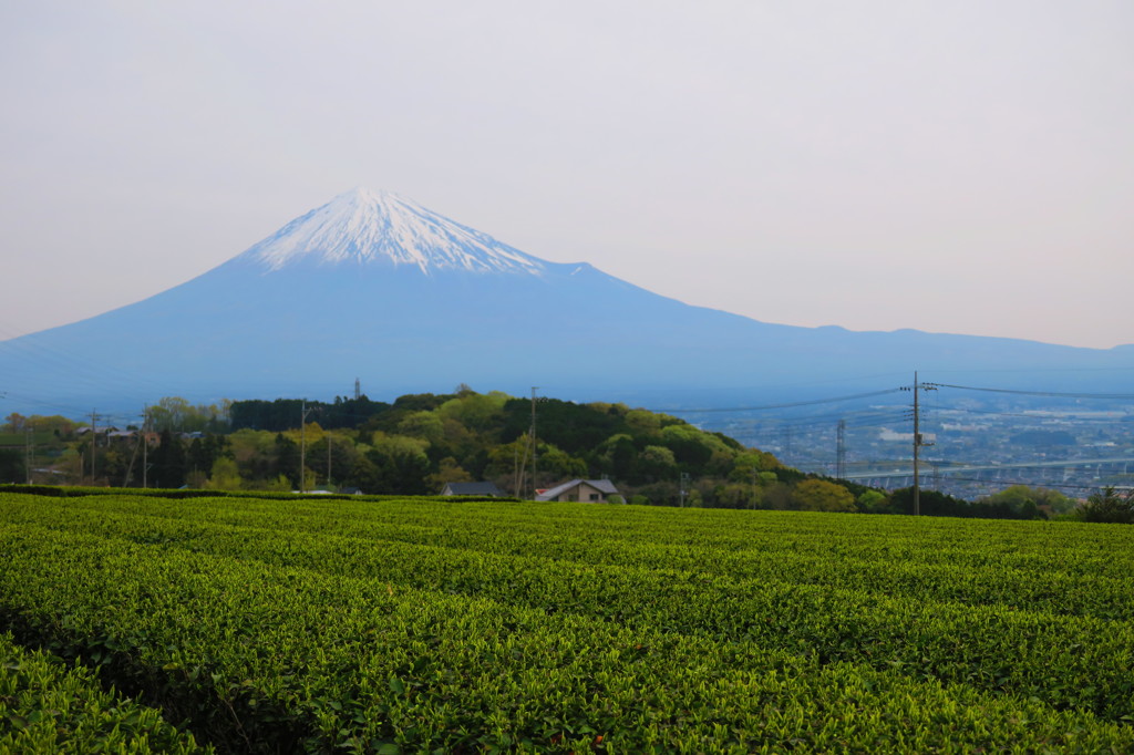 静岡　茶畑と富士山