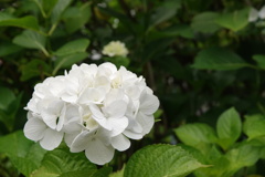 多摩川台公園