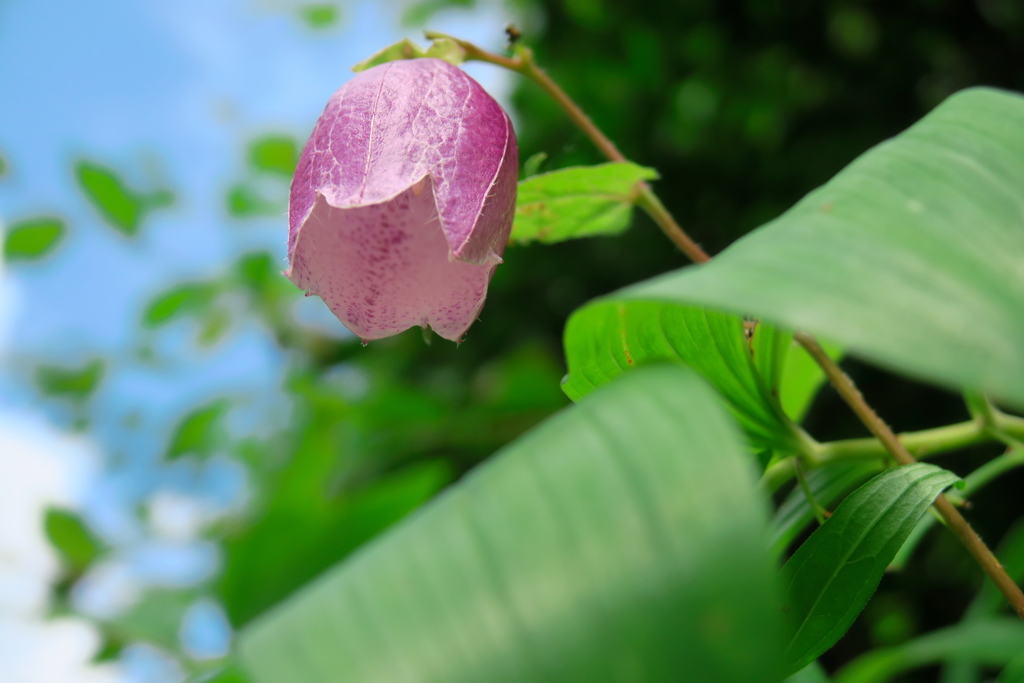 上高地の花⑦