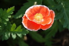 DSC00034　ひなげし
