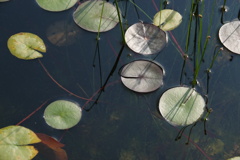 DSC00223