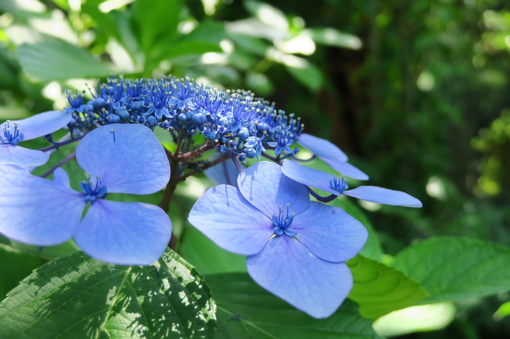 紫陽花