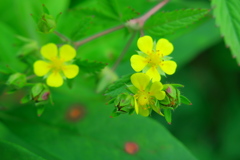 上高地の花②