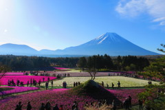 富士山と芝桜－１