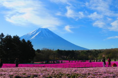 富士山と芝桜－４