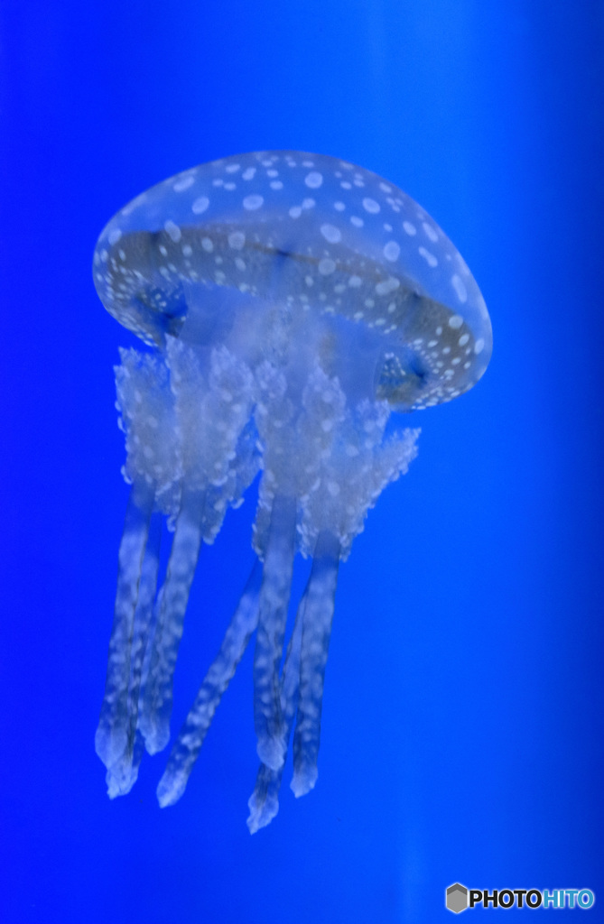海月